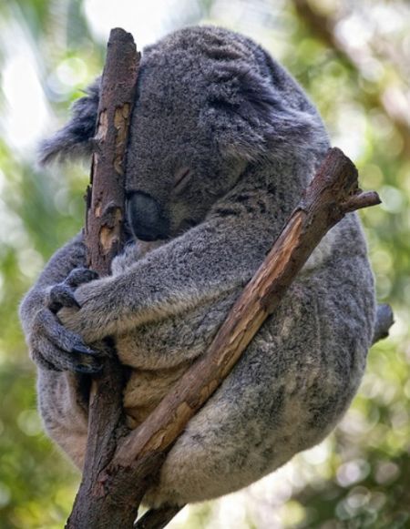 koala.jpg